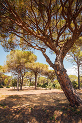 Naklejka na ściany i meble des pins parasols dans le sud de la France. des arbres sous la canicule. Des conifères en Côte-d'Azur