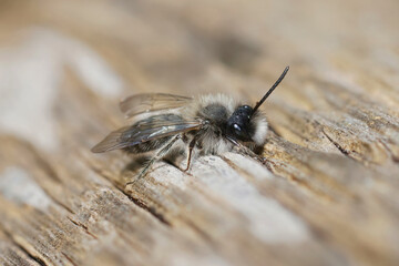 Obraz premium Closeup of a male Clarke's mining bee , Andrena clarkella warming up in hte sunlight on a wooden pole 