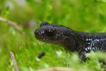 Closeup of a juvenile Ezo or Hokkaido salamander, Hynobius retardatus  on green moss