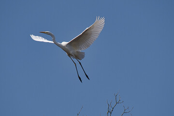 Silberreier im Flug