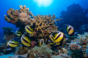 Fototapeta na wymiar coral reef with yellow black fish