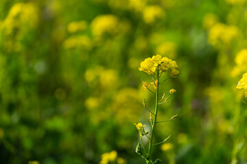 菜の花