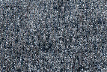 Snow forest on the slope. Winter background of trees. A pattern of natural. Christmas trees in the snow.
