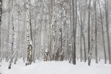 Naklejka premium Birch forest in snow