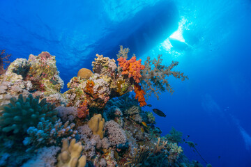 Fototapeta na wymiar coral reef and ship from below