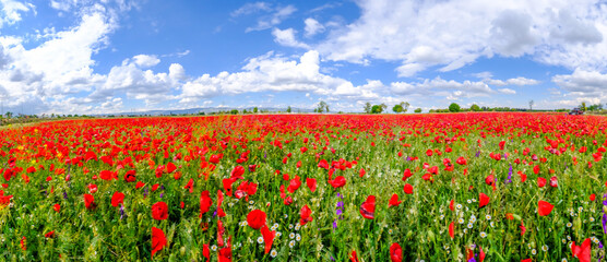 Red poppies on field, sky and clouds