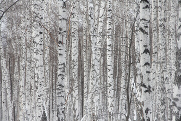 Obraz premium Birch forest in snow