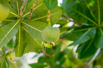 Fish poison tree or sea poison tree or Barringtonia asiatica tropical jungle fruit. Fish Poison Tree,Putat, Sea Poison Tree A mangrove tree Popular Place decoration.