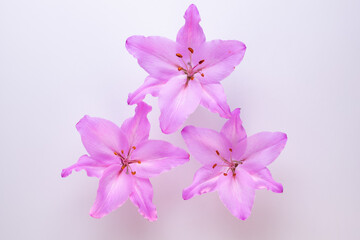 Three purple lilies on the white background top view.