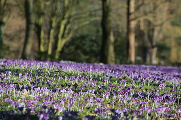 Crocus carpet on a meadow in the park