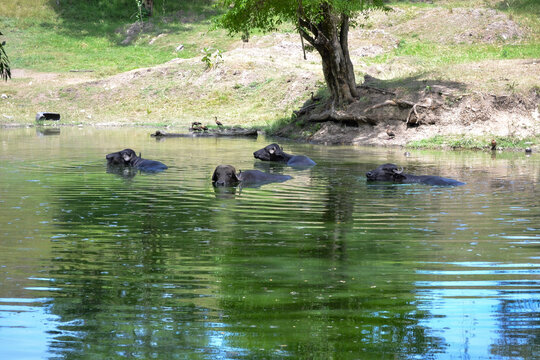 b&uacute;falos sumergidos en un lago