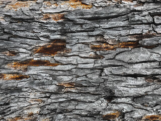 The cracked, flaky bark background is a beautiful natural background with vintage colors, perfect for vignette backgrounds or as a design background.