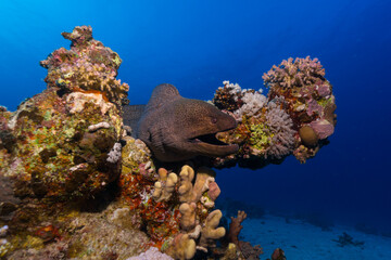 Naklejka na ściany i meble Moray Eel at coral reef in sea