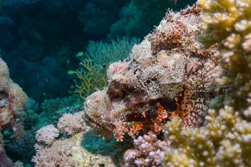 Fototapeta na wymiar Colorful tropical coral reef with scorpionfish camouflage