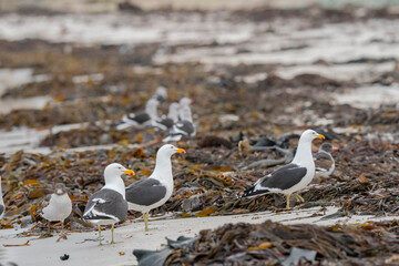 Obraz premium The Kelp gull (Larus dominicanus)