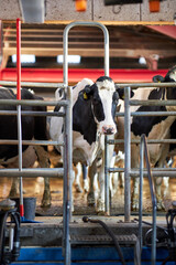 Cows in a farm. Dairy cows