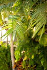 Fototapeta na wymiar Jungle tropical pattern. Creative photo of tropical green leaves. Tropical leaves background concept.