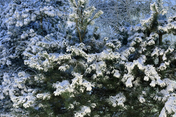 Photo of snow on a tree branches in winter