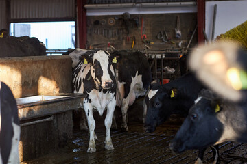 Cows in a farm. Dairy cows
