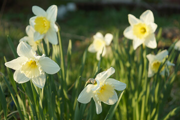 Flowers daffodils on the background of a green lawn on a summer day