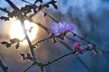 Blütenzauber am frühen Morgen