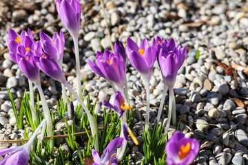 purple crocus flowers