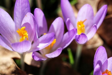 spring crocus flowers