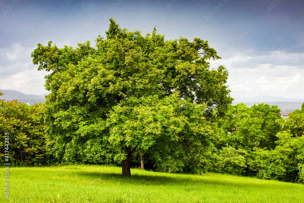 Wall mural green tree on a green hill in springtime