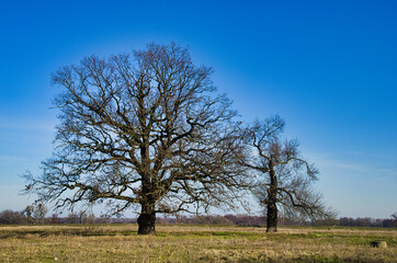 Alter Eichen Baum im Winter 