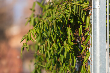Fototapeta na wymiar A green plant grows on a metal fence like a hedge.