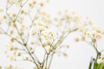 White flower twigs