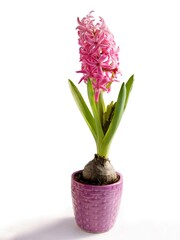 pretty hyacinth plant with pink fragrant flowers close up