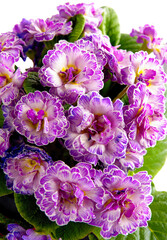 pink,red or purple flowers of primrose spring plant