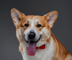 Cute and fashionable welsh corgi dog in stylish bow tie standing and looking away in studio on gray background.