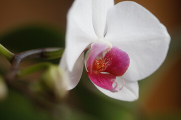 Orchid flowers. Spring beauty. Nature and decorative flower concept.