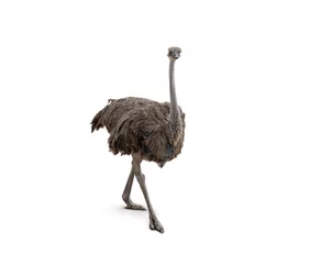 Poster Im Rahmen Cute ostrich isolated on white background. © Nancy Pauwels