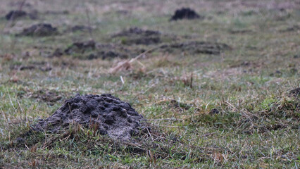 kretowisko na polu na wsi