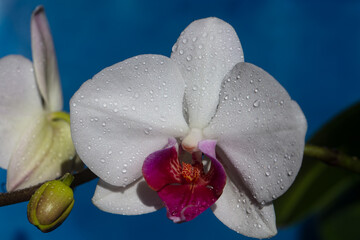 Flower cosmetics. Nature beauty. Orchid flower. Phalaenopsis growing.