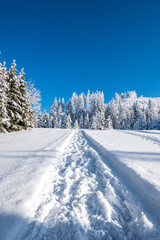 winter landscape with snow covered trees