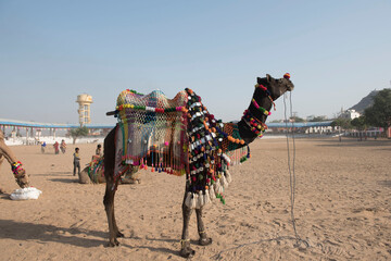 Pushkar / India 27 October 2017  Decorated camels are waiting for tourists  at Pushkar Camel Fair in Rajasthan India