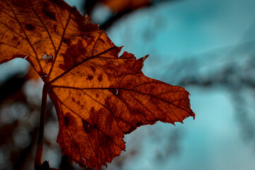autumn leaves on the tree