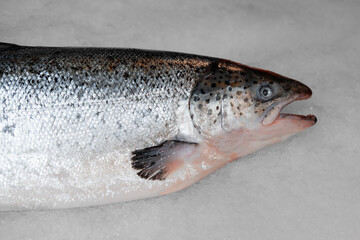 chilled fresh trout (salmon fish) on ice in a store or market, with shallow depth of field, top view, close up	
