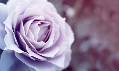 Vintage background with rose flower in ash pink tones, close up, soft selective focus, copy space