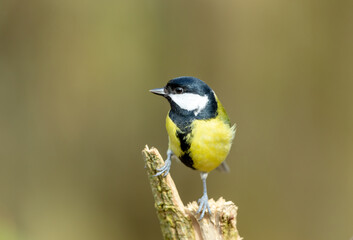 Close up of a Great Tit, perching on a branch in natural woodland habitat and facing left.  Scientific name: Parus Major. Clean background. Horizontal.  Space for copy.