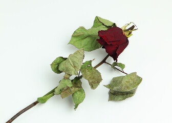 Faded dried rose on isolated white background