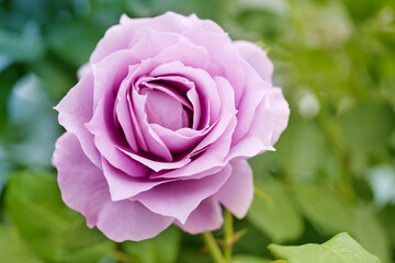 Close-up pink rose flower on a background of bright greenery in a garden on a sunny day, soft selective focus
