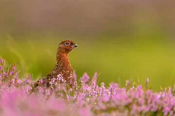 Naklejka na ściany i meble Red Grouse male in Summer, facing right in blooming pink heather. Close up. Clean background. Space for copy. Scientific name: Lagopus Lagopus. Horizontal. Space for copy.