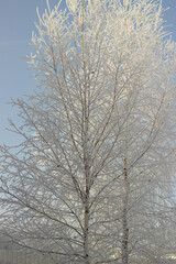 Fototapeta na wymiar Winter. Frost. Frozen trees. Beautiful landscape