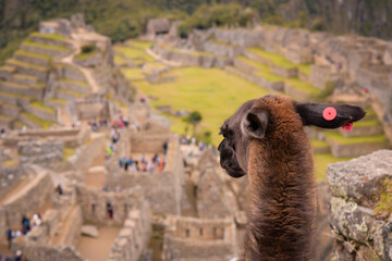 Hermosas llamas en el Cusco