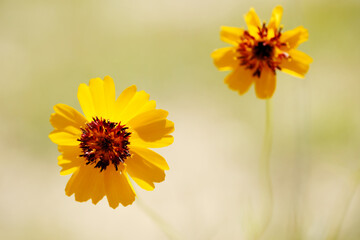 Yellow wildflowers in Texas landscape with shallow depth of field during spring close up.